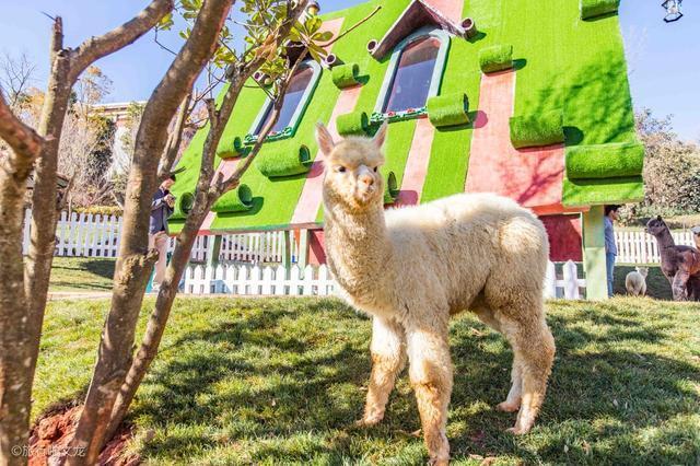 萌宠主题乐园设计