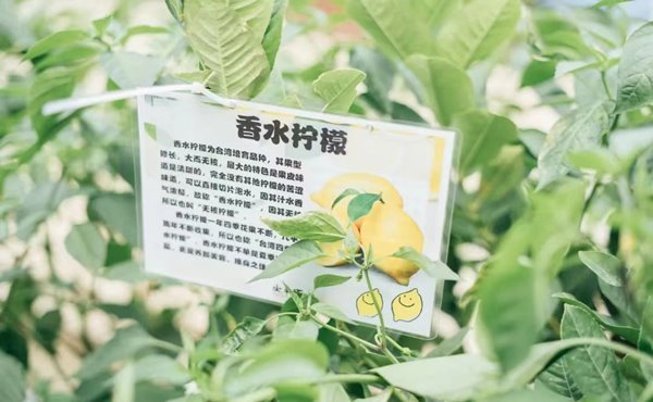 研学旅游规划设计原则有哪些？